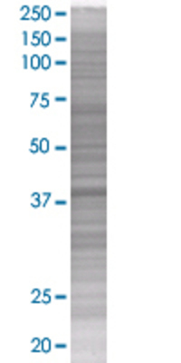 GNAQ transfected lysate.