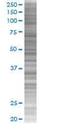 TEAD4 transfected lysate.