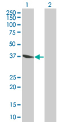 Lane 1: FAIM3 transfected lysate (43.1 KDa) Lane 2: Non-transfected lysate.