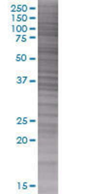 FAIM3 transfected lysate.