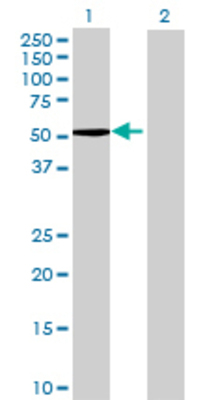 Lane 1: LAP3 transfected lysate (57.2 KDa) Lane 2: Non-transfected lysate.