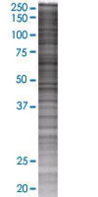 MOXD1 transfected lysate.