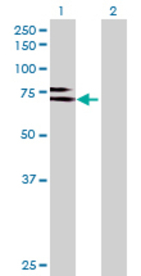Lane 1: MOXD1 transfected lysate (67.54 KDa) Lane 2: Non-transfected lysate.