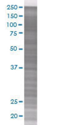 EDG3 transfected lysate.