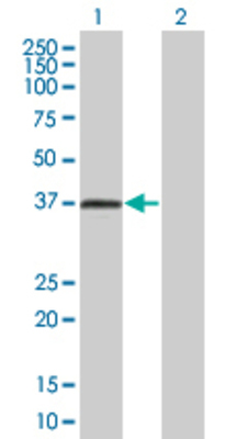 Lane 1: EDG3 transfected lysate (42.3 KDa) Lane 2: Non-transfected lysate.