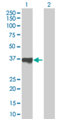 Lane 1: ELAVL3 transfected lysate (40.48 KDa). Lane 2: Non-transfected lysate.
