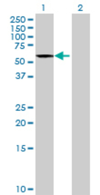 Lane 1: EARS2 transfected lysate (57.64 KDa) Lane 2: Non-transfected lysate.