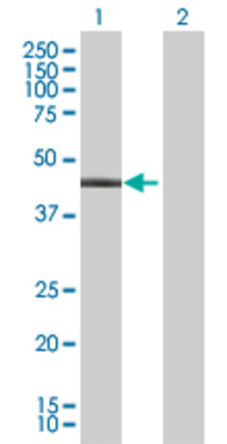Lane 1: ADORA2A transfected lysate (45.43 KDa) Lane 2: Non-transfected lysate.