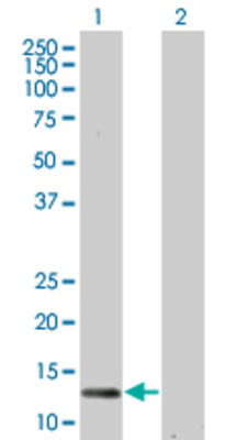 Lane 1: COX7A2L transfected lysate (12.54 KDa) Lane 2: Non-transfected lysate.