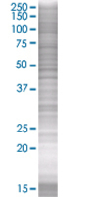 COX7A2L transfected lysate.