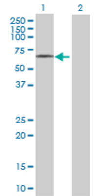 Lane 1: NUPL1 transfected lysate (66 KDa) Lane 2: Non-transfected lysate.