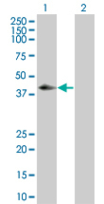 Lane 1: RNF133 transfected lysate (41.47 KDa) Lane 2: Non-transfected lysate.