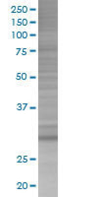RGS18 transfected lysate.