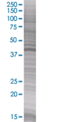 MAP2K2 transfected lysate