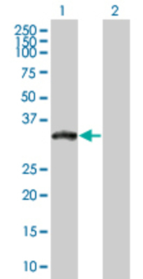 Lane 1: XRCC2 transfected lysate (32 KDa) Lane 2: Non-transfected lysate.
