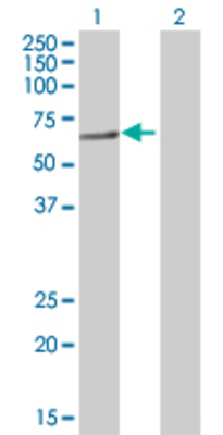 Lane 1: HSPA2 transfected lysate (70 KDa) Lane 2: Non-transfected lysate.