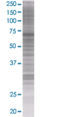 HSPA2 transfected lysate.