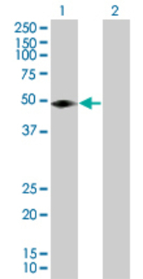 Lane 1: CCNE1 transfected lysate (45 KDa) Lane 2: Non-transfected lysate.