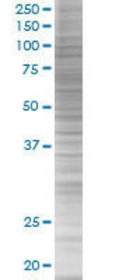 RGS10 transfected lysate.