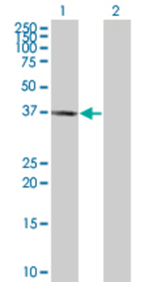 Lane 1: MOAP1 transfected lysate (39.5 KDa) Lane 2: Non-transfected lysate.