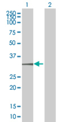 Lane 1: C1QA transfected lysate (26 KDa) Lane 2: Non-transfected lysate.