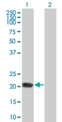 Lane 1: PYCARD transfected lysate (16.5 KDa) Lane 2: Non-transfected lysate.