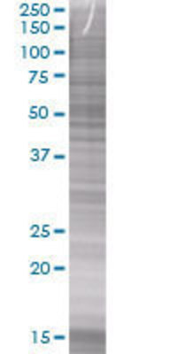 IL16 transfected lysate