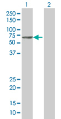 Lane 1: IL16 transfected lysate (48.4 KDa). Lane 2: Non-transfected lysate.