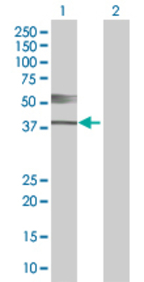 Lane 1: THEG transfected lysate (41.8 KDa). Lane 2: Non-transfected lysate.
