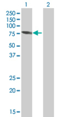Lane 1: PCK1 transfected lysate (68.53 KDa) Lane 2: Non-transfected lysate.