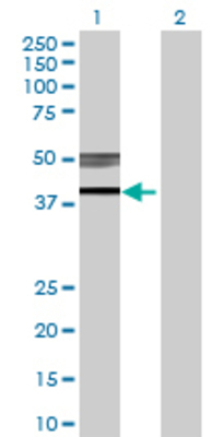 Lane 1: B3GNT3 transfected lysate (41.03 KDa) Lane 2: Non-transfected lysate.
