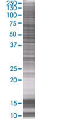 B3GNT3 transfected lysate.