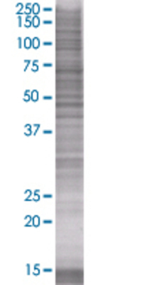 IFNG transfected lysate