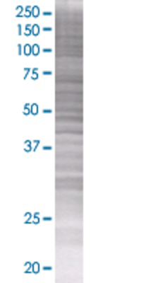 NEUROD4 transfected lysate.
