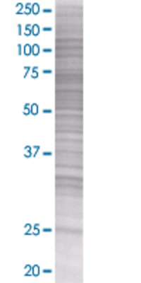 FNDC4 transfected lysate.