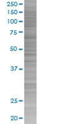 BSND transfected lysate.