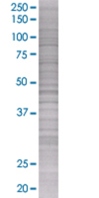 SSX2 transfected lysate.