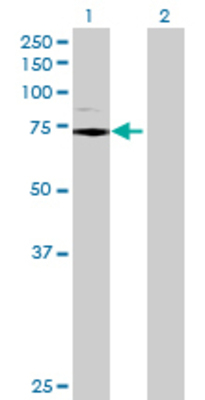 Lane 1: C2 transfected lysate (82.83 KDa) Lane 2: Non-transfected lysate.