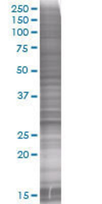 LIN28 transfected lysate