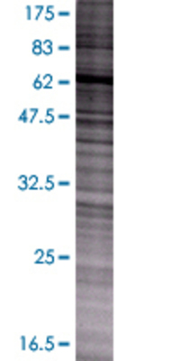 RUFY1 transfected lysate.