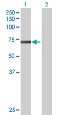 Lane 1: RUFY1 transfected lysate (66.11 KDa) Lane 2: Non-transfected lysate.
