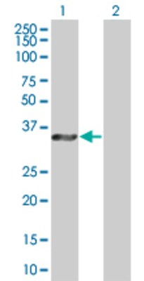 Lane 1: PIM2 transfected lysate (34.2 KDa) Lane 2: Non-transfected lysate.