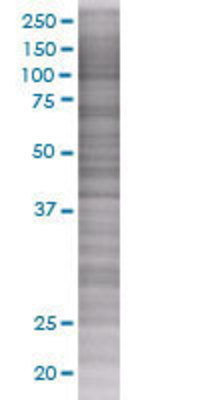 TNFRSF18 transfected lysate.