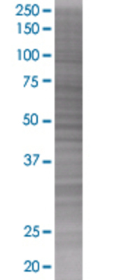 SIRPB1 transfected lysate