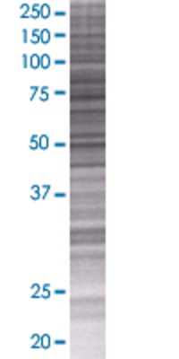 EXT2 transfected lysate.