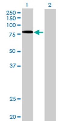 Lane 1: EXT2 transfected lysate (79.09 KDa) Lane 2: Non-transfected lysate.
