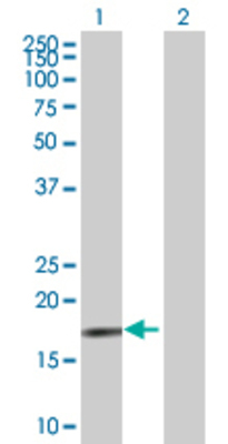 Lane 1: BUD31 transfected lysate (15.84 KDa) Lane 2: Non-transfected lysate.