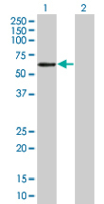 Lane 1: NAP1L1 transfected lysate (45.4 KDa) Lane 2: Non-transfected lysate.