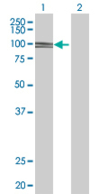 Lane 1: MCM4 transfected lysate (96.6 KDa) Lane 2: Non-transfected lysate.