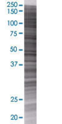 GYG1 transfected lysate.
